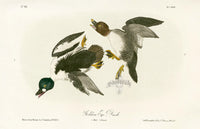 Audubon Birds 1871 Golden Eye Duck - Panteek Antique Prints
