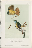 Audubon Birds 1871 Great Crested Flycatcher - Panteek Antique Prints
