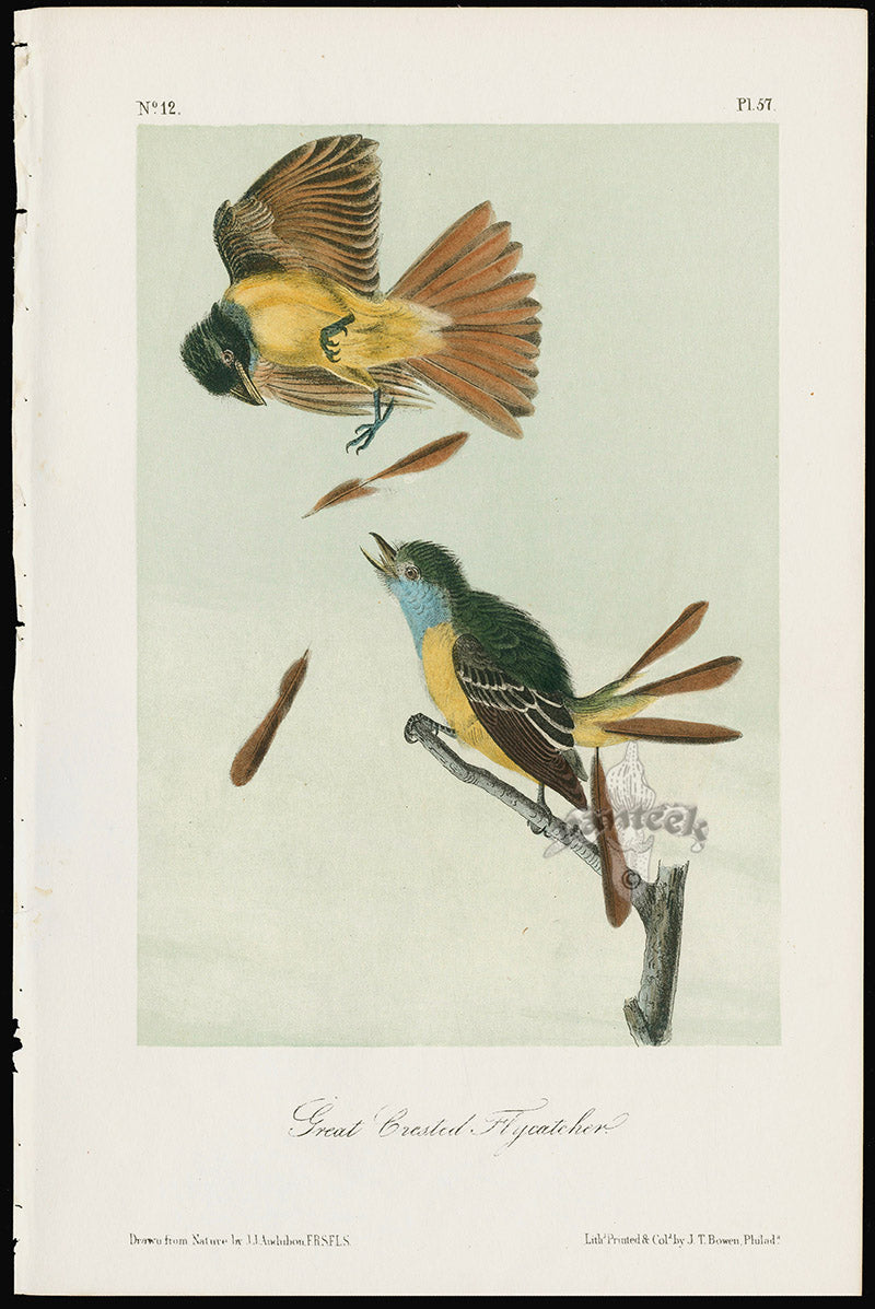 Audubon Birds 1871 Great Crested Flycatcher