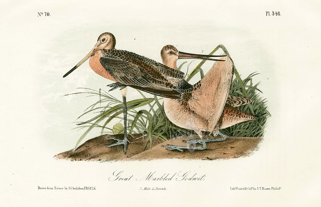 Audubon Birds 1871 Great Marbled Godwit