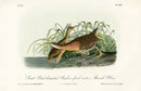 Audubon Birds 1871 Great Red-breasted Rail - Panteek Antique Prints