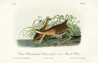 Audubon Birds 1871 Great Red-breasted Rail - Panteek Antique Prints