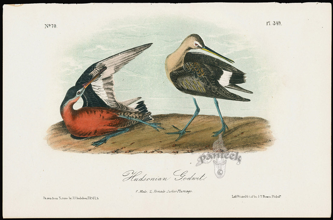 Audubon Birds 1871 Hudsonian Godwit
