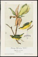 Audubon Birds 1871 Kentucky Flycatching Warbler - Panteek Antique Prints