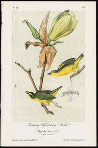 Audubon Birds 1871 Kentucky Flycatching Warbler - Panteek Antique Prints