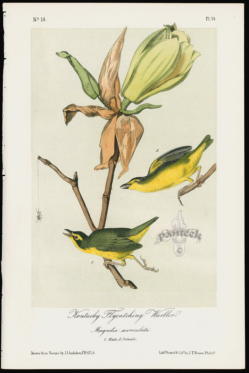 Audubon Birds 1871 Kentucky Flycatching Warbler