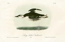 Audubon Birds 1871 Large-billed Guillemot - Panteek Antique Prints