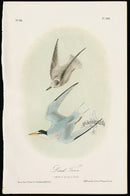 Audubon Birds 1871 Least Tern - Panteek Antique Prints
