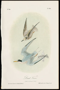 Audubon Birds 1871 Least Tern - Panteek Antique Prints