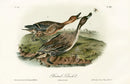 Audubon Birds 1871 Pintail Duck - Panteek Antique Prints