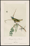 Audubon Birds 1871 Red-eye Vireo - Panteek Antique Prints