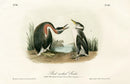 Audubon Birds 1871 Red-necked Grebe - Panteek Antique Prints