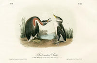 Audubon Birds 1871 Red-necked Grebe - Panteek Antique Prints