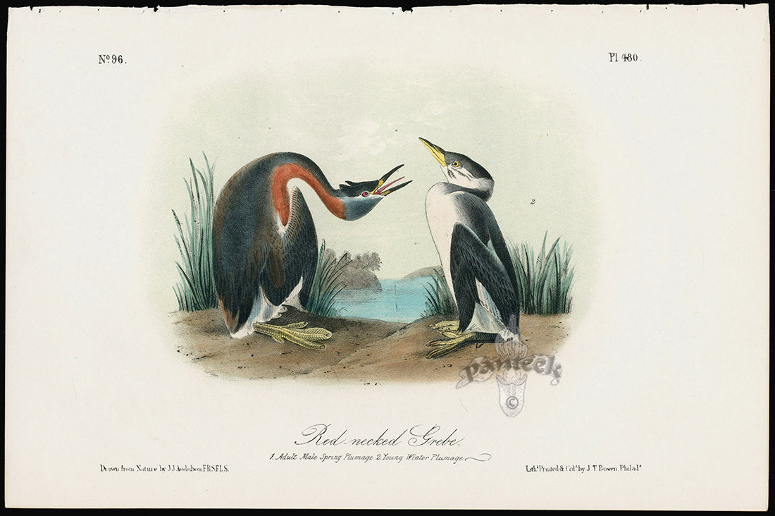 Audubon Birds 1871 Red-necked Grebe