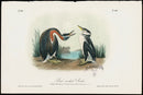Audubon Birds 1871 Red-necked Grebe - Panteek Antique Prints