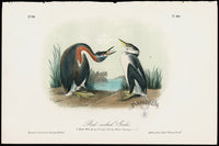 Audubon Birds 1871 Red-necked Grebe - Panteek Antique Prints