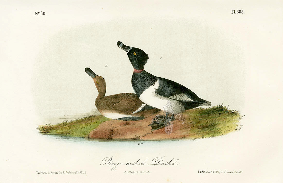 Audubon Birds 1871 Ring-necked Duck