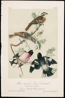 Audubon Birds 1871 Rose-breasted Long-Grosbeak - Panteek Antique Prints
