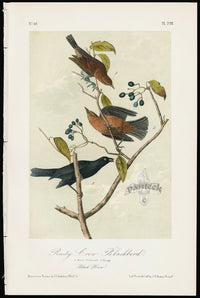 Audubon Birds 1871 Rusty Crow Blackbird - Panteek Antique Prints