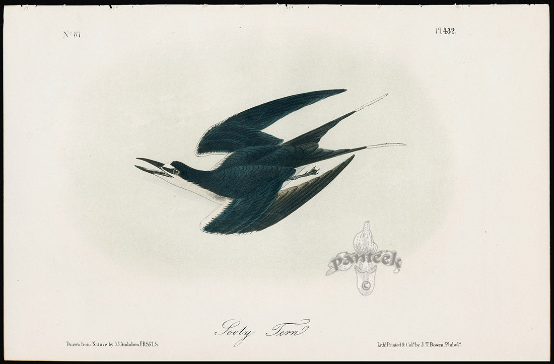 Audubon Birds 1871 Sooty Tern