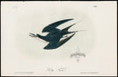 Audubon Birds 1871 Sooty Tern - Panteek Antique Prints