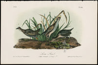 Audubon Birds 1871 Sora Rail - Panteek Antique Prints