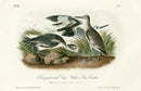 Audubon Birds 1871 Stone Curlew - Panteek Antique Prints