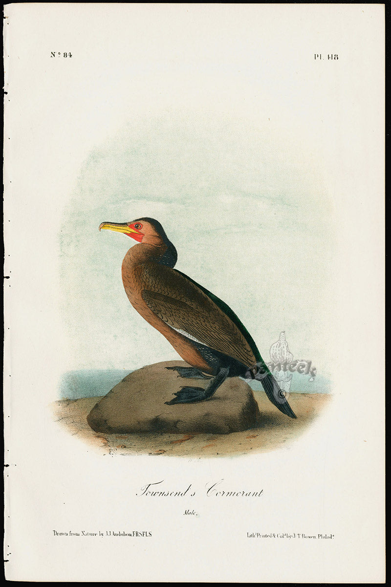 Audubon Birds 1871 Townsend's Cormorant