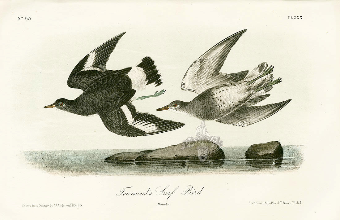 Audubon Birds 1871 Townsend's Surf Bird