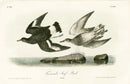 Audubon Birds 1871 Townsend's Surf Bird - Panteek Antique Prints
