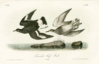 Audubon Birds 1871 Townsend's Surf Bird - Panteek Antique Prints