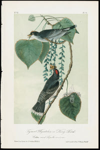 Audubon Birds 1871 Tyrant Flycatcher - Panteek Antique Prints