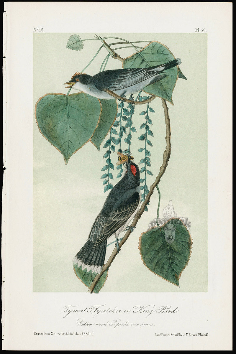 Audubon Birds 1871 Tyrant Flycatcher