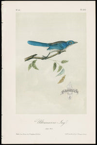 Audubon Birds 1871 Ultramarine Jay - Panteek Antique Prints