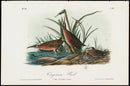Audubon Birds 1871 Virginian Rail - Panteek Antique Prints