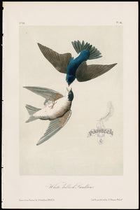 Audubon Birds 1871 White-bellied Swallow - Panteek Antique Prints