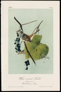 Audubon Birds 1871 White-crowned Finch - Panteek Antique Prints