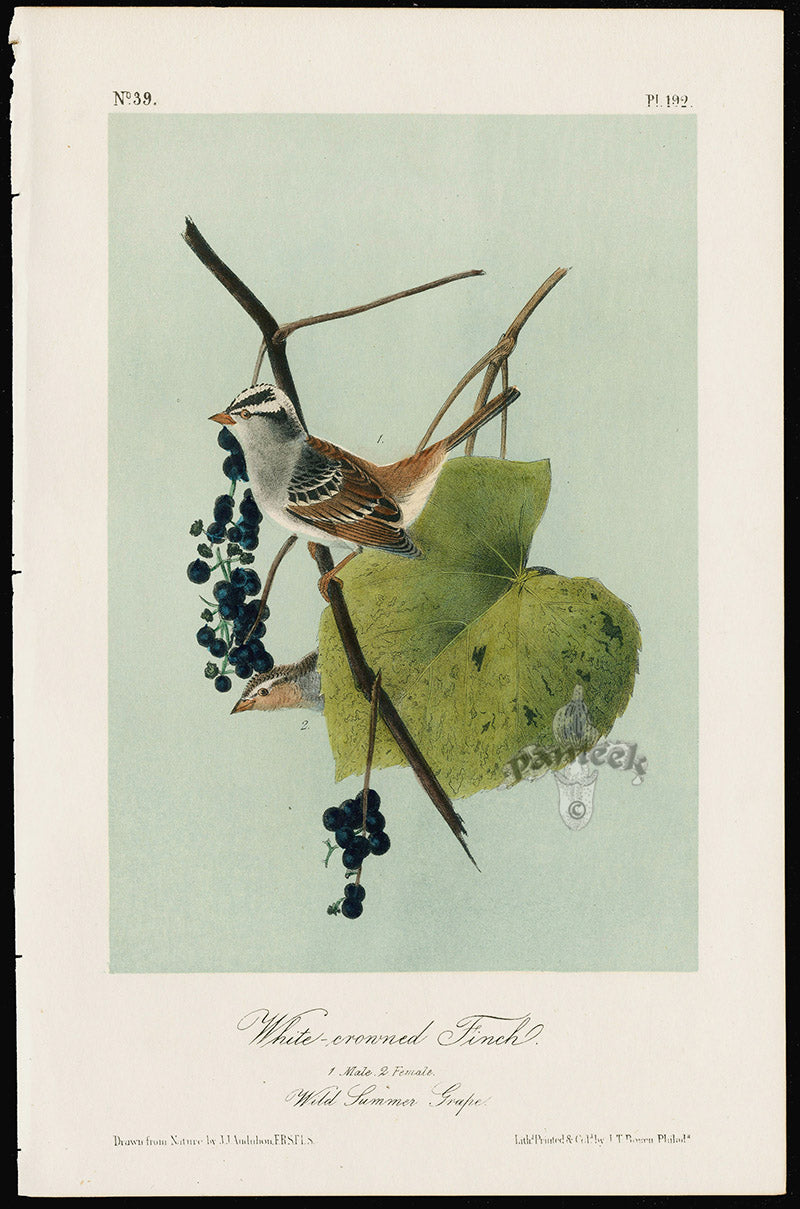 Audubon Birds 1871 White-crowned Finch