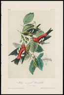Audubon Birds 1871 White-winged Crossbill - Panteek Antique Prints