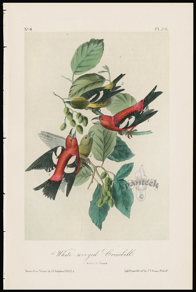 Audubon Birds 1871 White-winged Crossbill