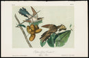 Audubon Birds 1871 Yellow-billed Cuckoo - Panteek Antique Prints