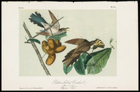 Audubon Birds 1871 Yellow-billed Cuckoo - Panteek Antique Prints