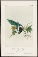 Audubon Birds 1871 Yellow-billed Magpie - Panteek Antique Prints