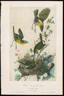 Audubon Birds 1871 Yellow-breasted Chat - Panteek Antique Prints