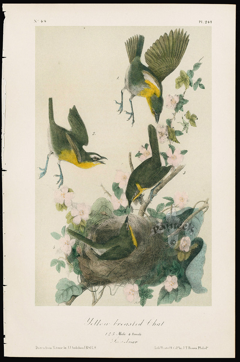 Audubon Birds 1871 Yellow-breasted Chat