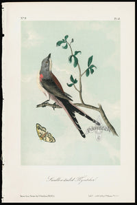 Audubon Birds 1871 Yellow-tailed Flycatcher - Panteek Antique Prints