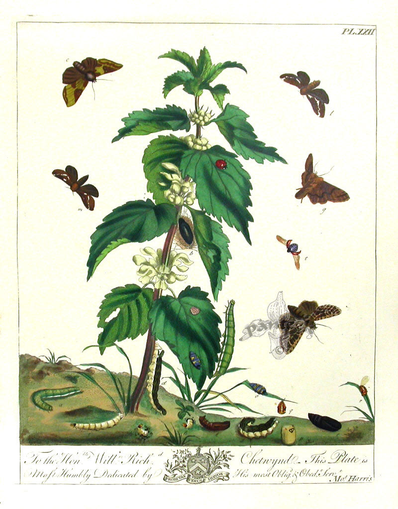 Aurelian 1840 Burnished Brass Moth