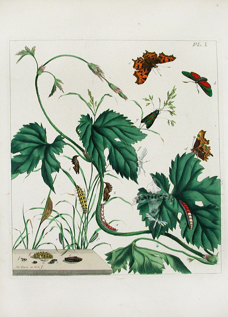 Aurelian 1840 Comma Butterfly, Burnet Moth