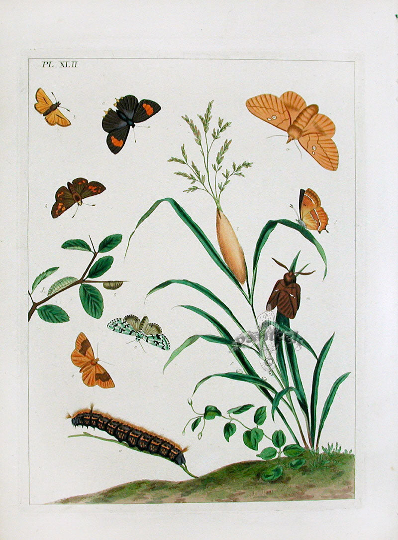 Aurelian 1840 Drinker Moth, Hairstreak Butterfly, Skipper Butterfly