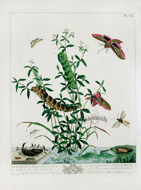 Aurelian 1840 Elephant Hawk Moth, White China Mark Moth - Panteek Antique Prints